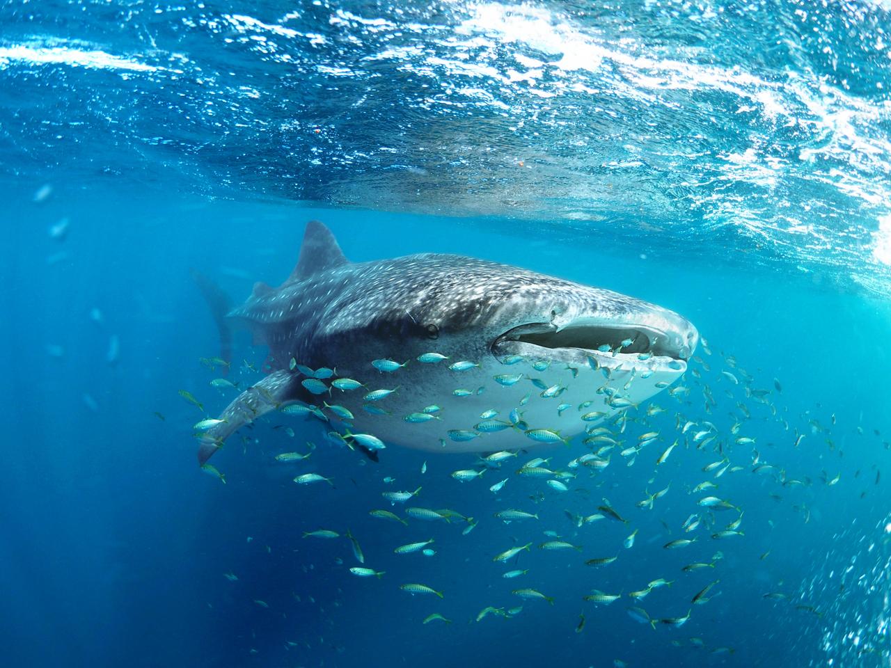 Whale shark (Rhincodon typus) and his little fish friends