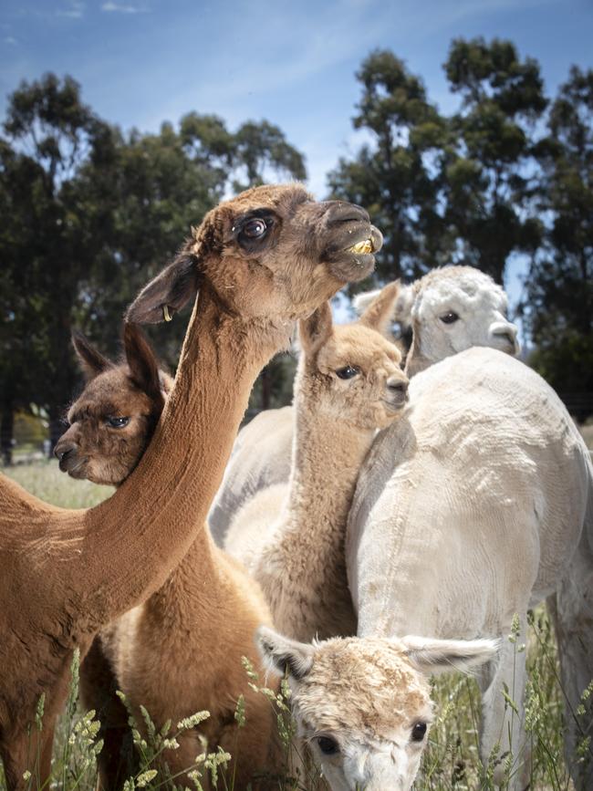 Toffeemont Alpacas at Orielton. Picture: Chris Kidd