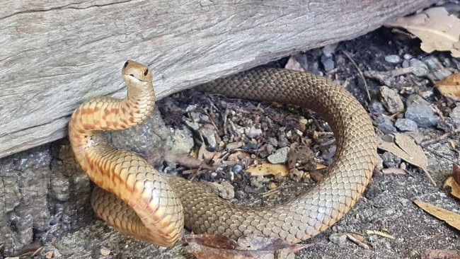 An eastern brown snake caught by Snake Catchers Adelaide at Coromandel Valley. Picture: Instagram