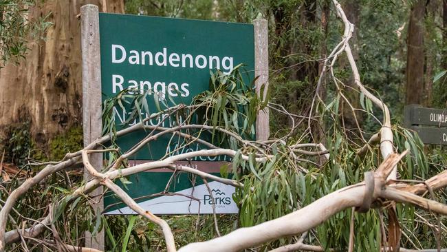 The Dandenongs is bracing for more severe winds. Picture: Jason Edwards