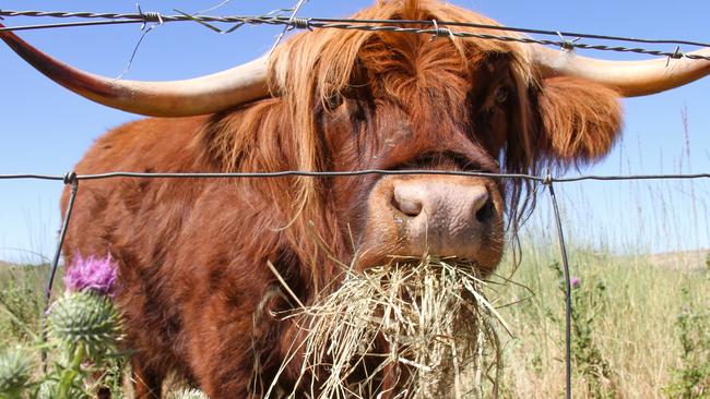 A Highland cow at Curringa Farm in Tasmania's Derwent Valley. Picture: Linda Smith