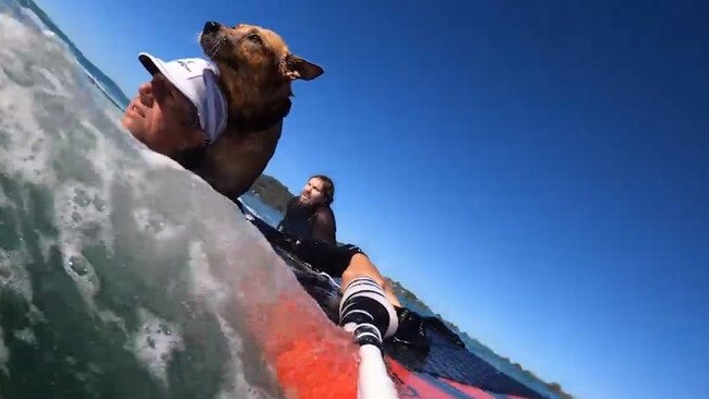 Vasco Vellez saving the dog in Currumbin. Picture: Supplied