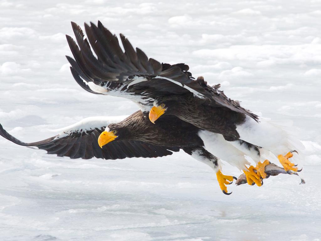 Takeaway dinner for two for this duo of Steller’s sea eagles. Picture: Konstantin Shatenev/Wildlife Photographer of the Year/Natural History Museum