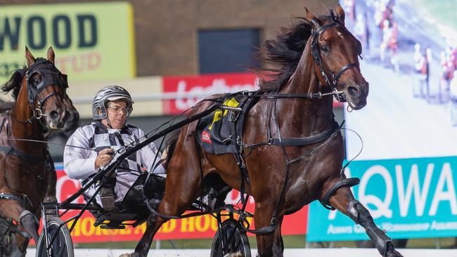 Leap to Fame is a $1.30 favourite to win the Group 1 Sunshine Sprint at Albion Park on Saturday night. Picture: Dan Costello