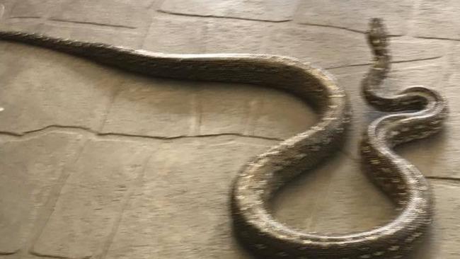 Snake found in Kirkham — Facebook/Jacqueline Jensen