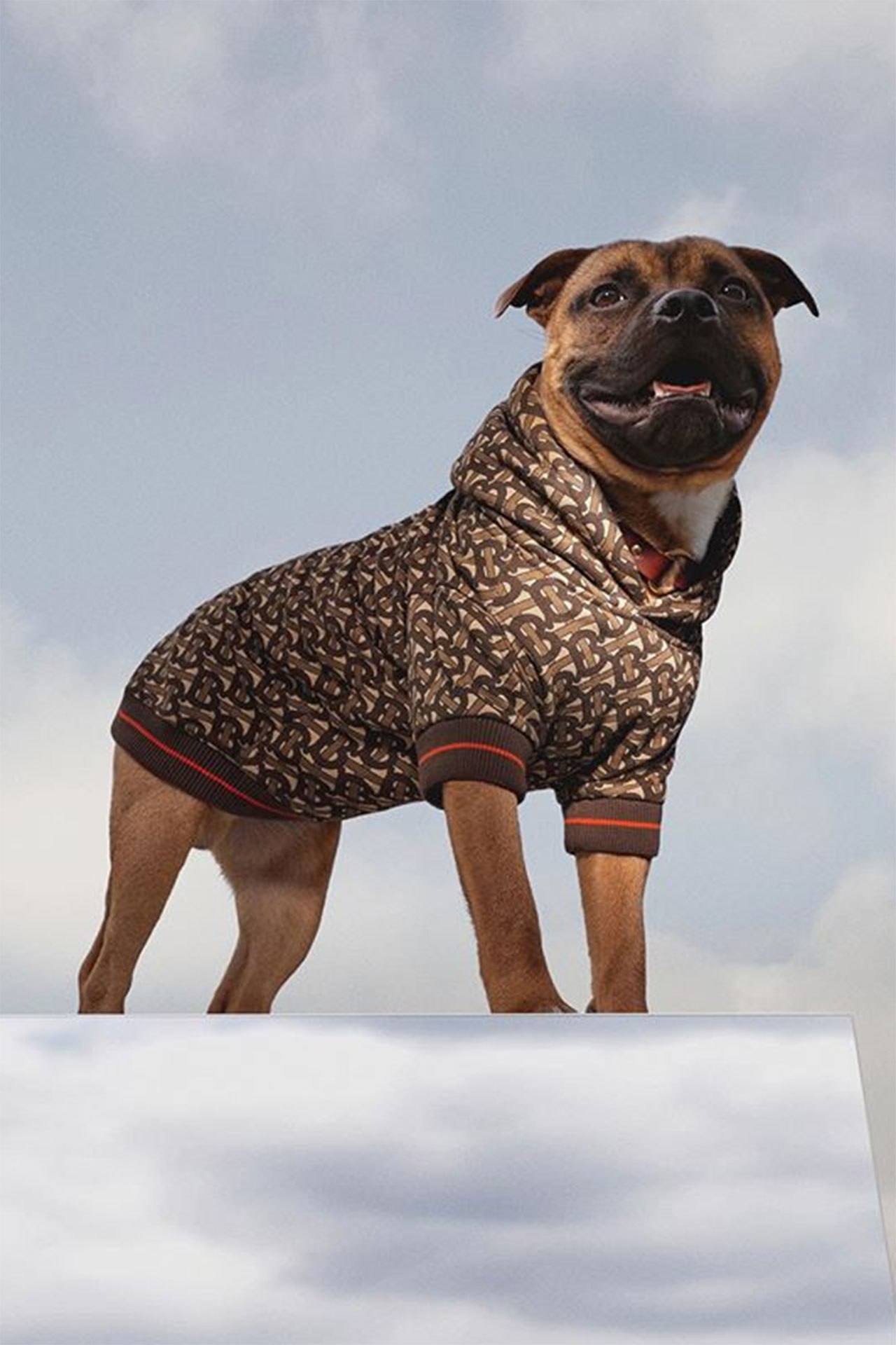 dog burberry shirt