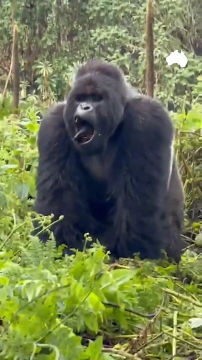 Close encounters with the gorillas of Rwanda