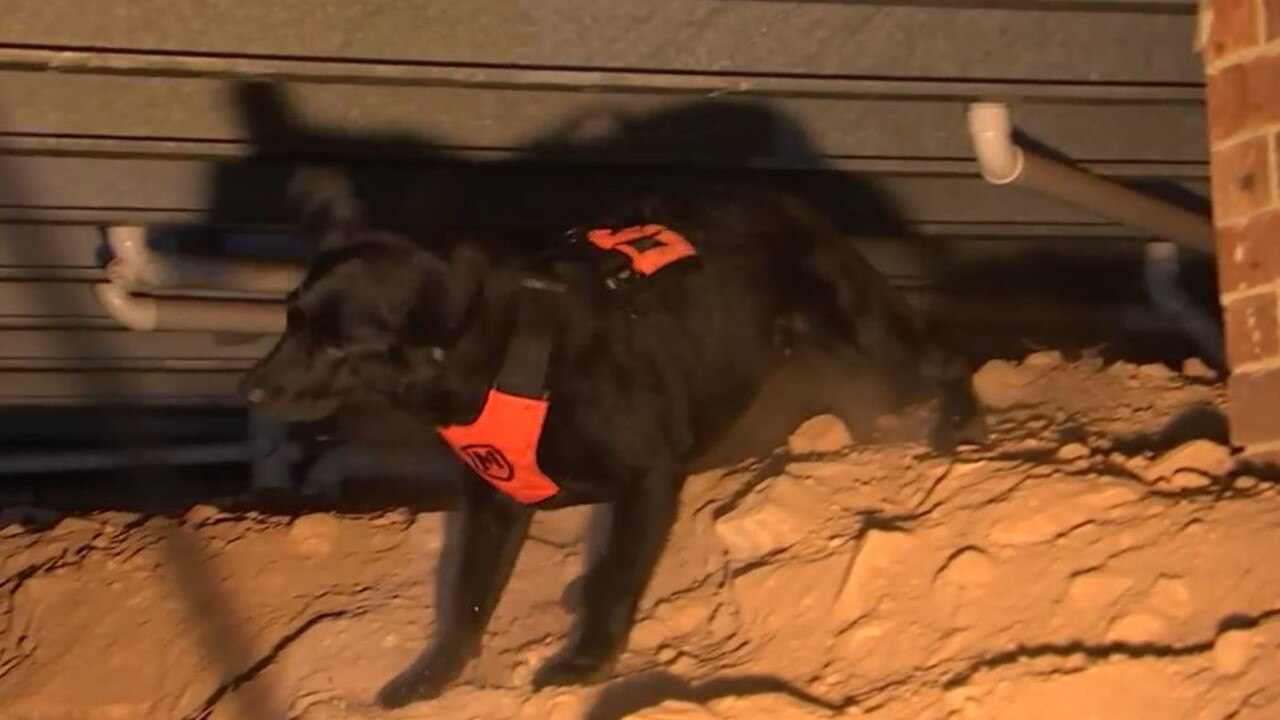 The search team was assisted by dogs.