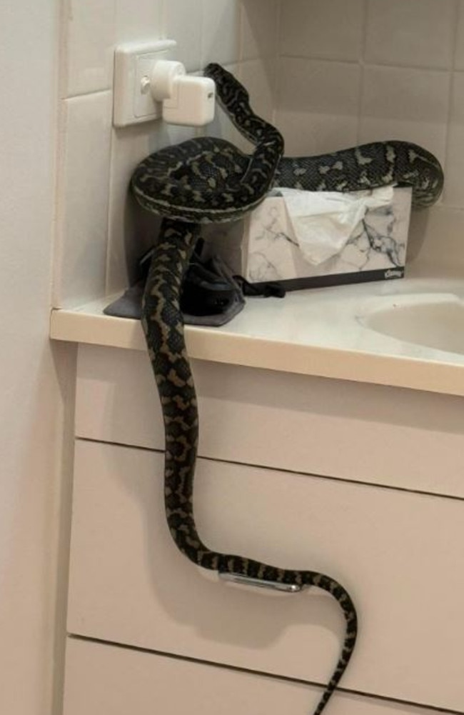 The python was wrapped around a tissue box in the bathroom.