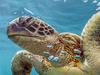 Pressure to scrap shark nets after turtle deaths double