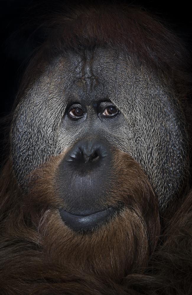 Mark Edward Harris took this photo of 40 year old orang-utan named Azy at the Simon Skjodt International Orangutan Center in Indianapolis, Indiana. Photographic and scientific studies of a group of orang-utans at the Simon Skjodt International Orangutan Center in Indianapolis, Indiana demonstrate the individuality of each primate as well as a clear awareness of self. There is obviously a sentient being looking back through the lens. Orang-utans and humans share 97 per cent of their DNA sequence. Source: Supplied