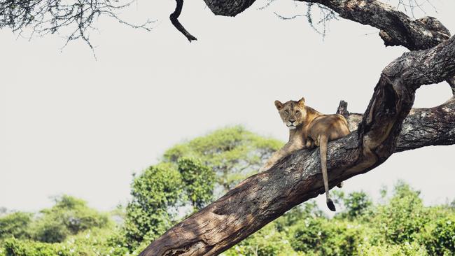 A lioness in Tarangire National Park, Tanzania.