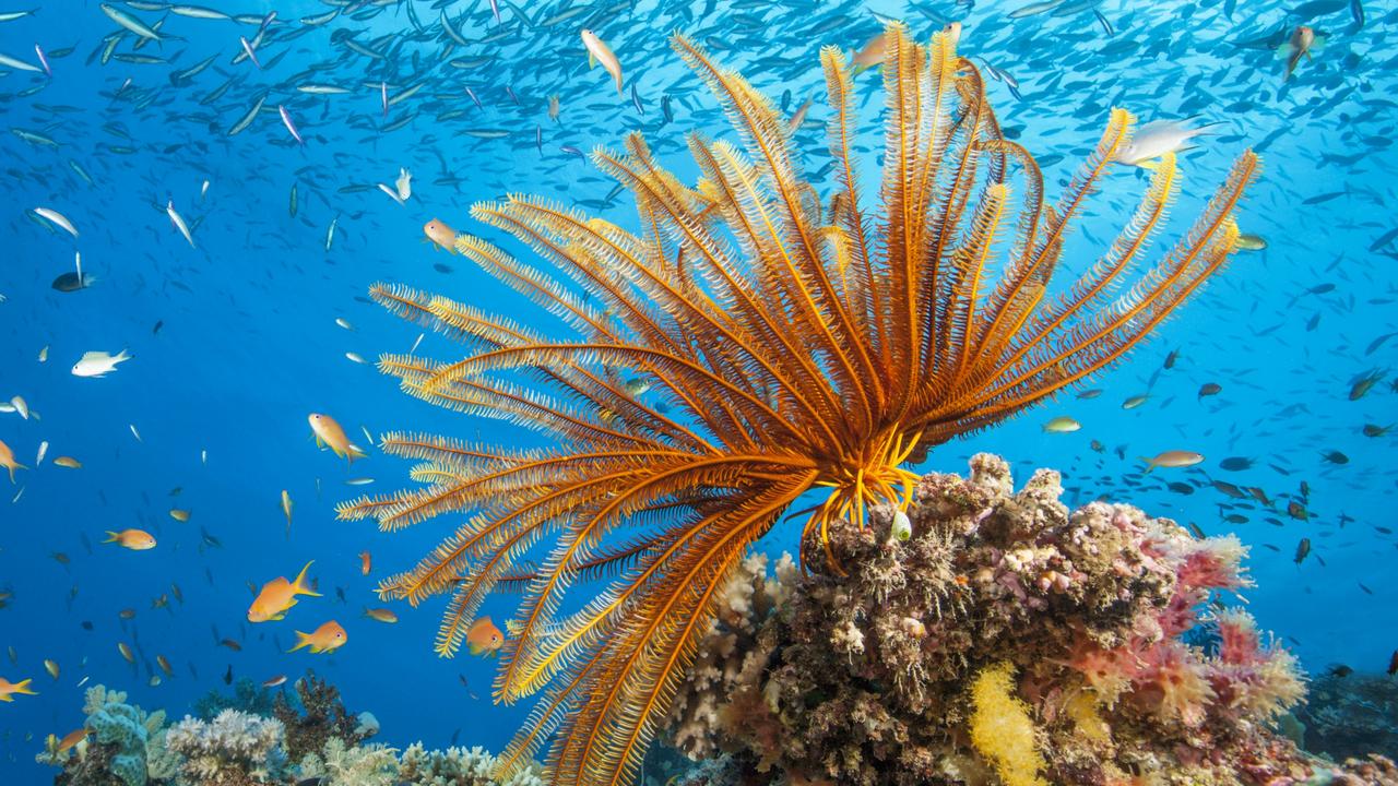 ESCAPE. Reef Scene with Crinoid and Fishes, Great Barrier Reef, Australia. Picture: Getty Images