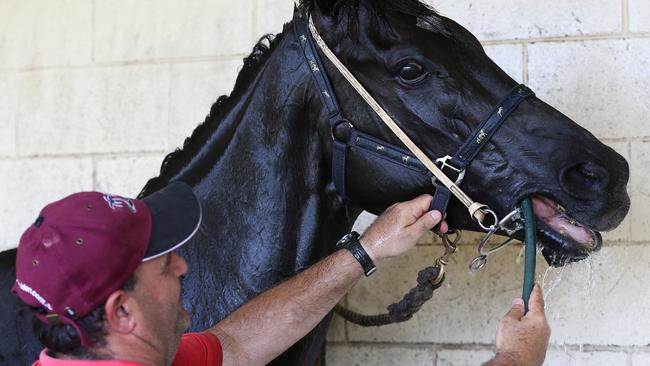 George Tsakissiris gives water to his racehorse Strictly Magic after a race at the Innisfail Turf Club.