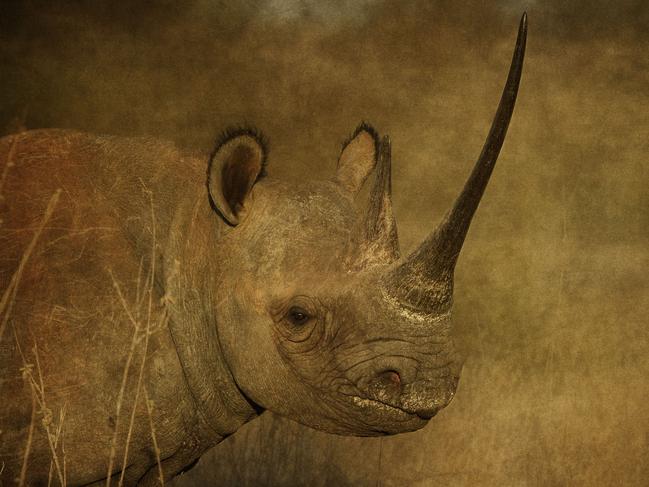 Remembering Rhinos: Hilary Hann (Black rhino, Kenya) www.rememberingrhinos.com/kickstarter