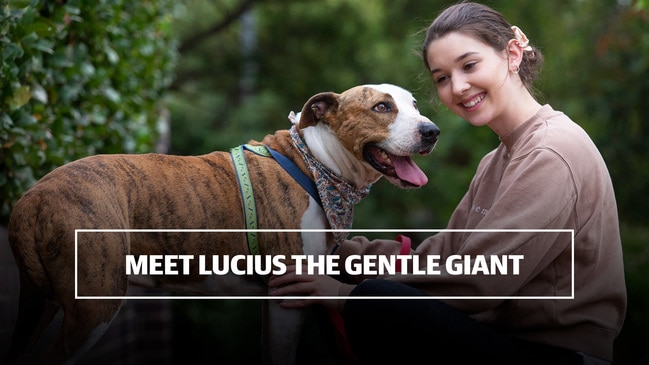 Meet Lucius the gentle giant