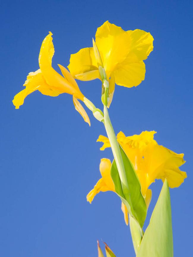 These tall plants have brightly coloured flowers and are great for adding an exotic touch.