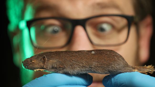 Slender Rat a top 10 new species | KidsNews