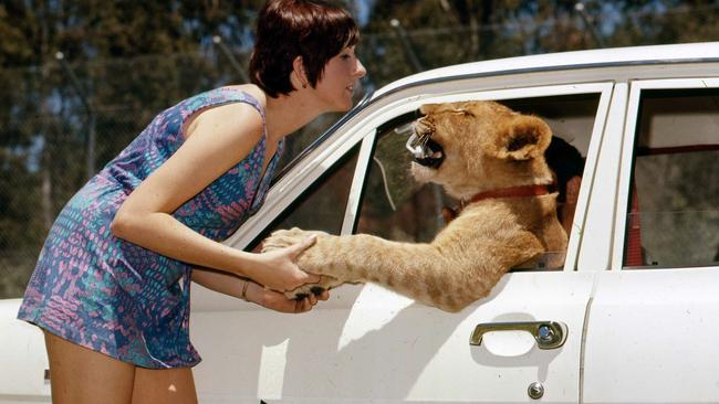 Visitor Shirley Pridmore back in 1970, with a cub that has decided to hitch a ride in her car. Picture: Ted Holliday.