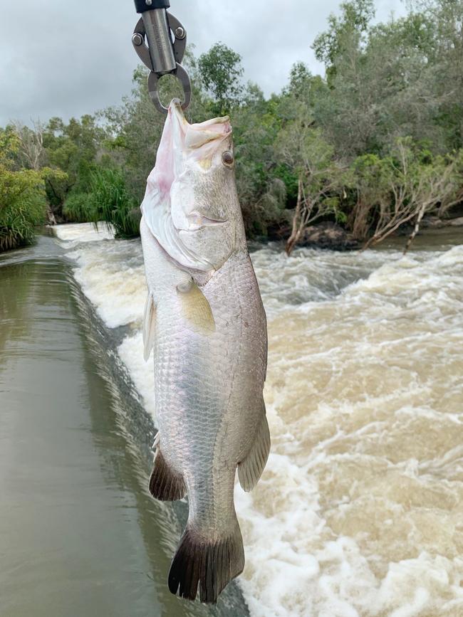 This about-to-be-released sprat was caught at popular-land based Katherine fishing spot Donkey Camp. Picture: Supplied