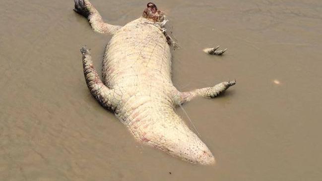 Two crocodiles spotted by Andrew Lehmann killed by barramundi nets about 1km inside Coopers creek at East Alligator river .