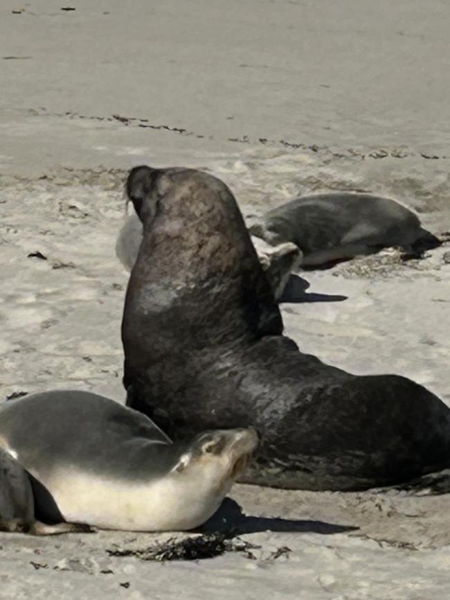 Australian sea-lions. Picture: Kate Uren