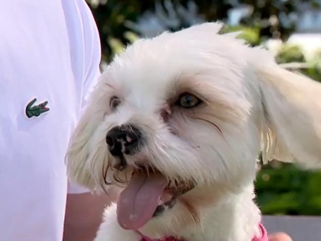 Million has a cancerous growth and small hernia. Picture: 7NEWS