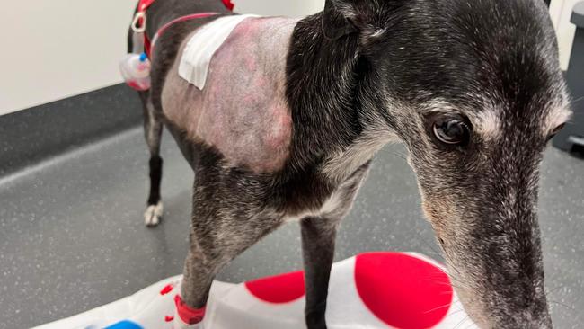 Mary spent over four days in care at the veterinary clinic at North Lakes. Picture: Supplied.