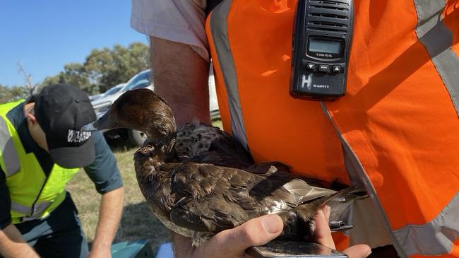 Wildlife Victoria were presented with many threatened species of ducks and other non-game species who had been killed and injured during day one of duck hunting season 2023.