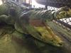 Battle-scarred croc trapped near FNQ swimming hole