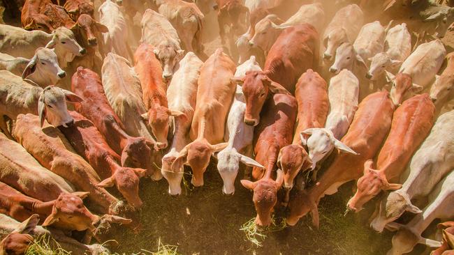 Australia’s cattle herd is this year expected to be its biggest for almost a decade.