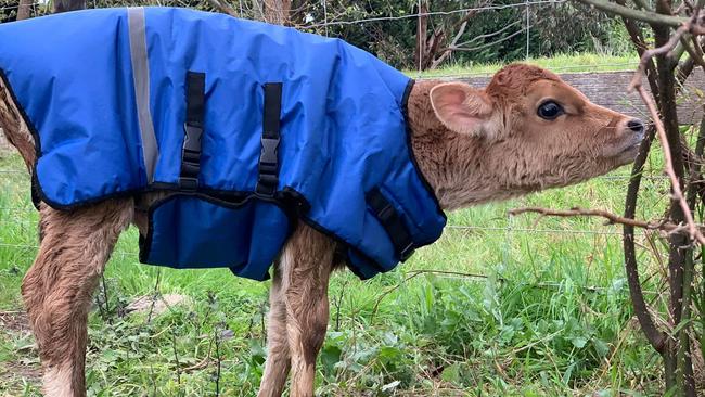 Til The Cows Come Home provide everything the calves need, including this coat keeping Scooter warm.