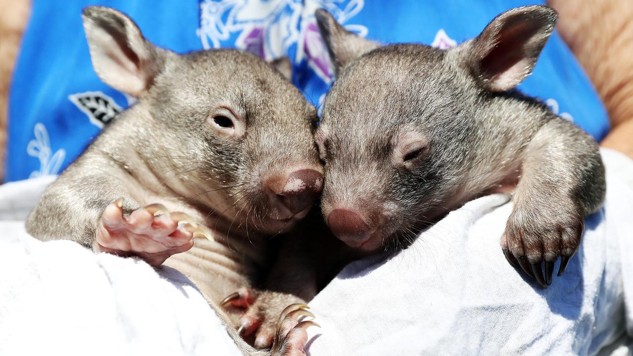 Baby wombats who beat the odds find love, with help from WIRES | Daily  Telegraph