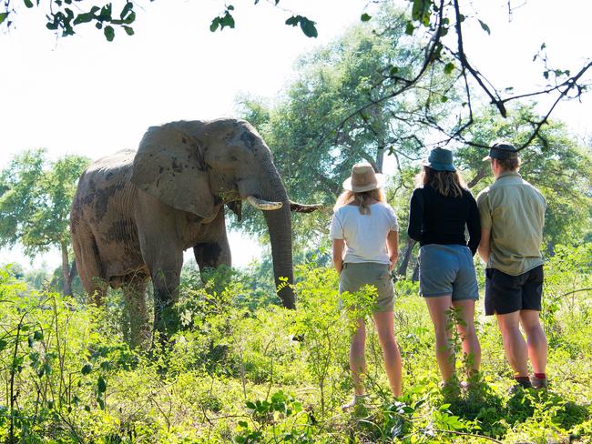 Pocock and partner Emma at Mana Pools in Zimbabwe.