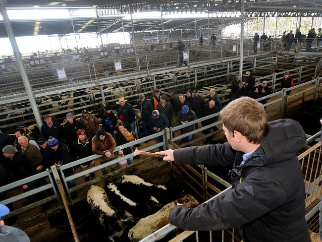WVLX Mortlake cattle sales,  Picture Yuri Kouzmin