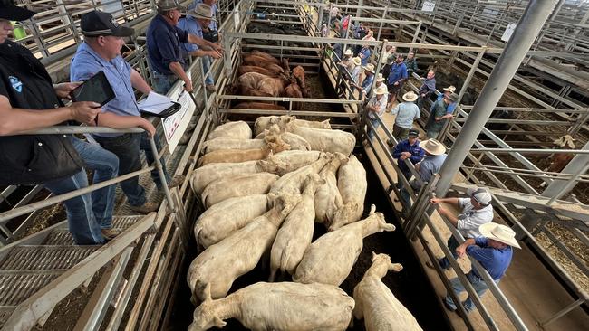 Selling action at the Wodonga store cattle sale where this pen of pure Charolais heifers was offered by Kenmere Charolais at Holbrook, NSW. The unjoined heifers, 443kg, made $1370 and returned 309c/kg liveweight.