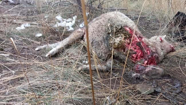 Sheep killed in a suspected dog attack at a Lachlan property last month.