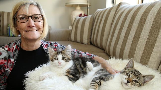 Abandoned mother cat and kittens up for adoption | Daily Telegraph