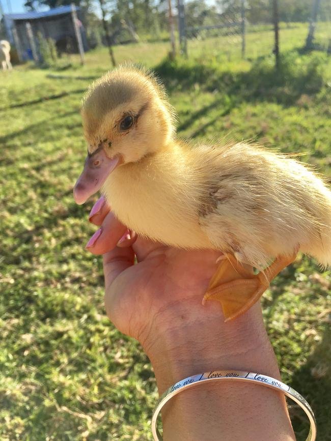 PUDDLES: This little duckling is hoping 2018 is all it’s quacked up to be.