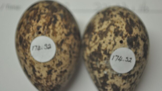 Two bush stone-curlew eggs Anthony Somerville collected from a nest near Warren and later blew. Picture: NSW Land and Environment Court