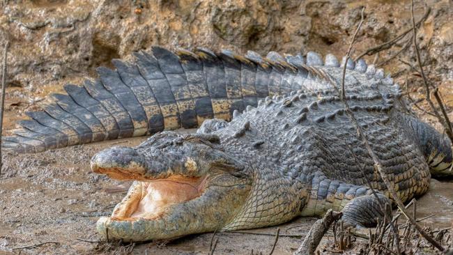 A saltwater croc was spotted in Bitter Springs. Picture: David White