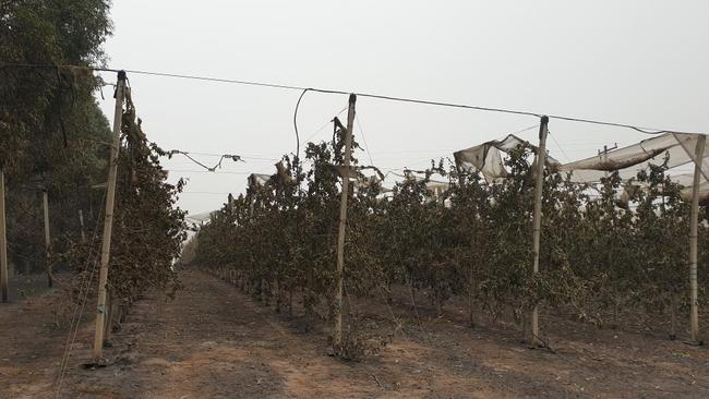 Springfield Orchard in Batlow destroyed by Bushfires. Picture: Supplied