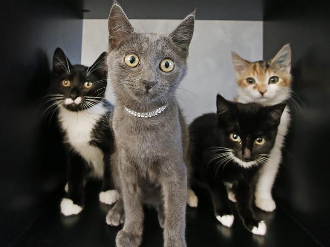 Fifteen cats and kittens currently living with Ms Maslen are also homeless after the sale of her house fell through. Picture: David Caird