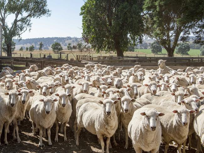 Sheep markets reported a general rise in prices this week thanks to fewer numbers and more demand from domestic and export buyers.