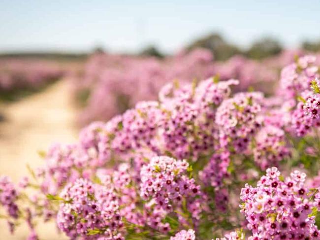 Geraldton waxflowers in the wild. Photo: Supplied