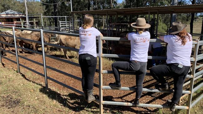 After being surrendered to North Coast farm animal adoption agency ‘Til The Cows Come Home, the 27 cows and their offspring have made the journey to their forever home.