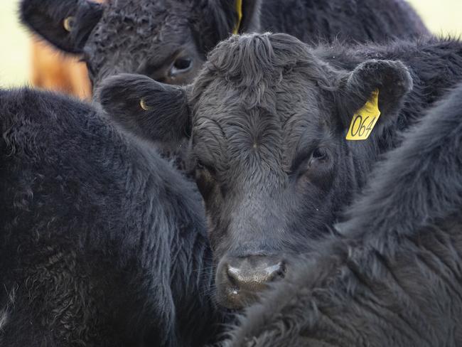 NEWS: Jim Parker farmer at YeoJim Parker operates a sheep/beef farm at Yeo, near Colac. He was one of several farmers to attend a rally at Colac, calling for a temporary travel ban with Indonesia.PICTURED:  Generic cattlePICTURE: ZOE PHILLIPS