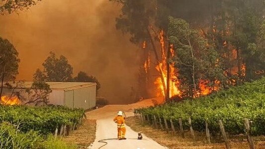 CFS volunteer and koala watch on as the Cudlee Creek fire front approaches Beal &amp; Co winery in the Adelaide Hills. Photo: @sa_countryfireservice