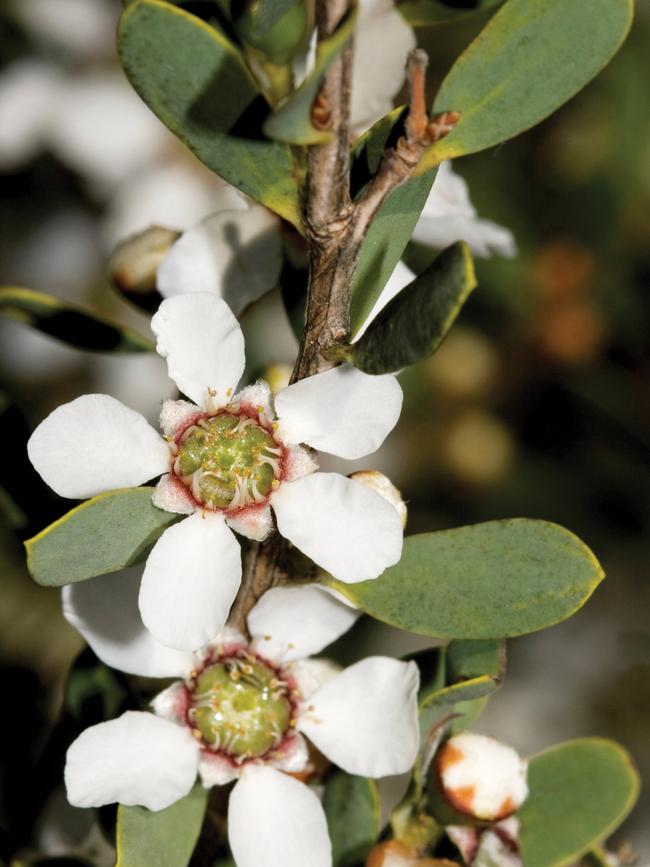 Leptospermum laevigatum