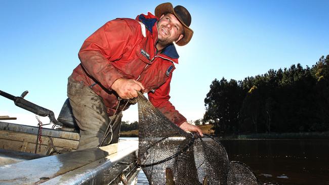 Commercial Eel Fisher Brad Finlayson of Tasmanian Eel Exporters harvests eels at Moriarty